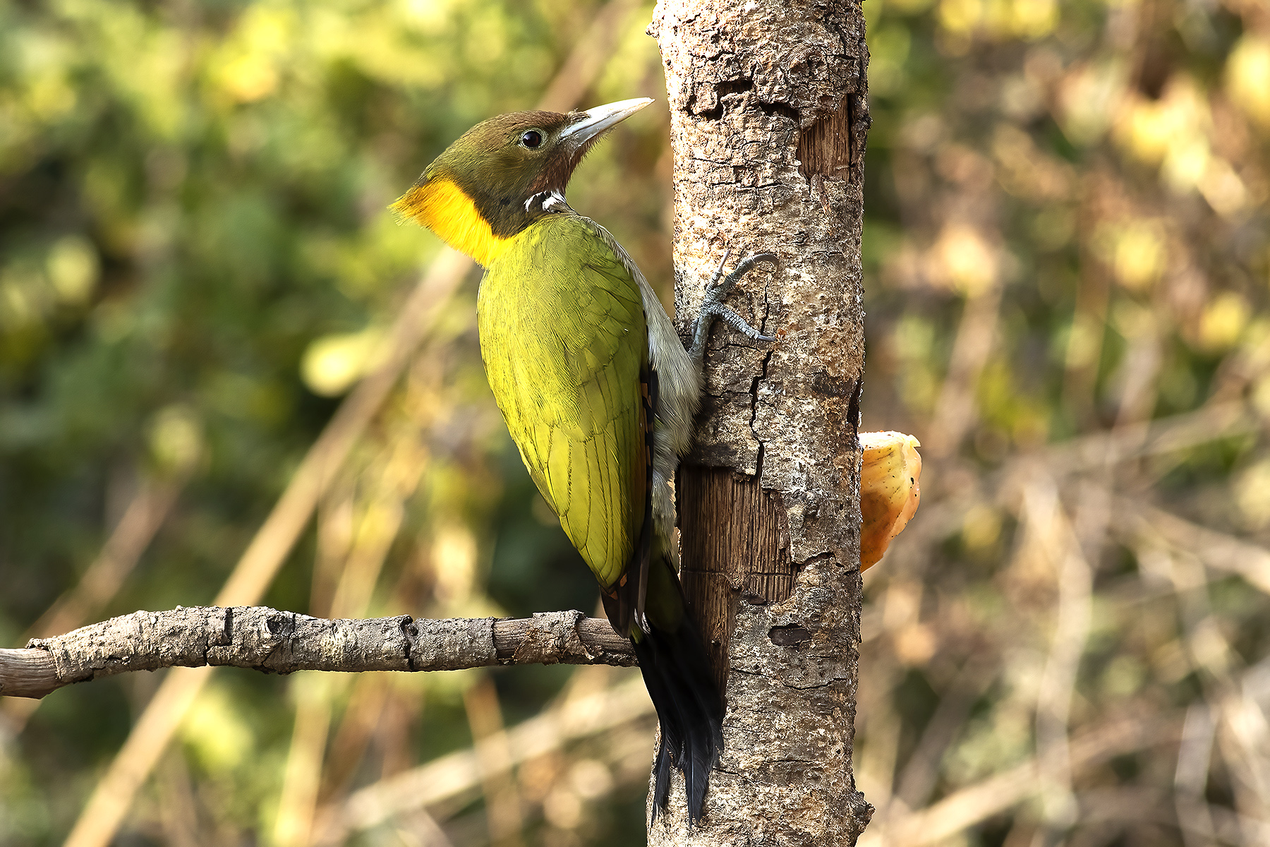 Greater Yellownape